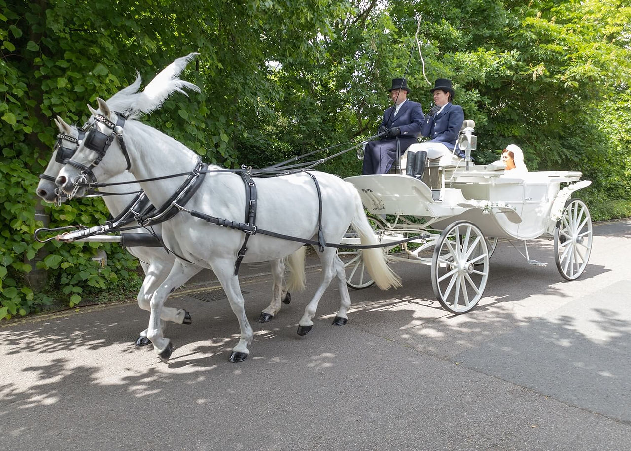 Bride in a horse drawn carriage arriving at Braintree Catholic church