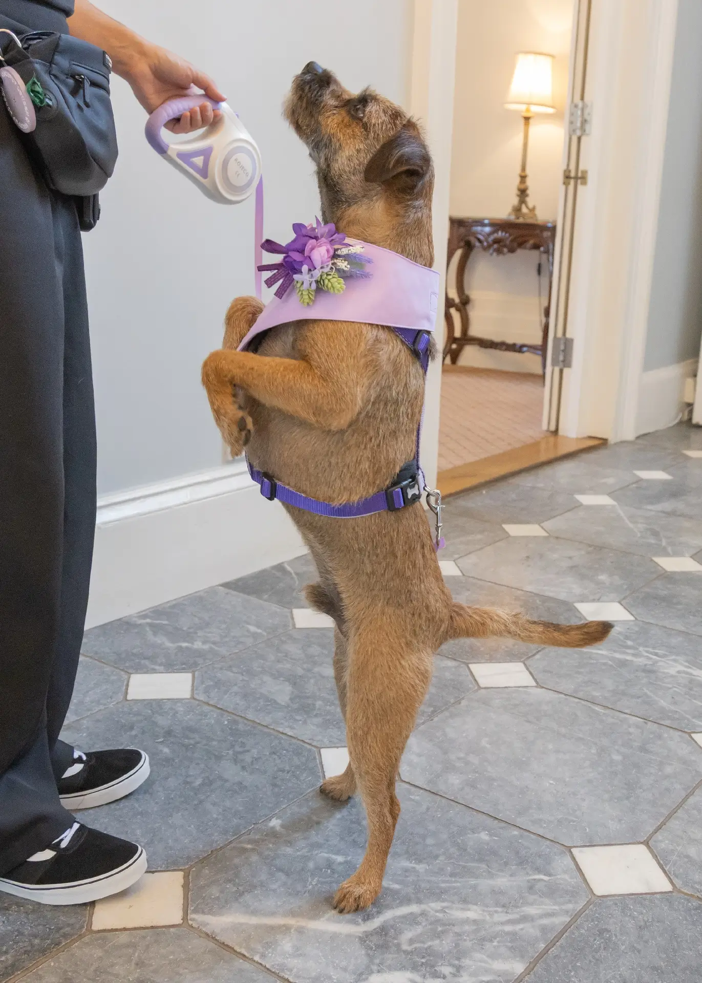 Bowie on his hind legs to get to his treat at The Fennes