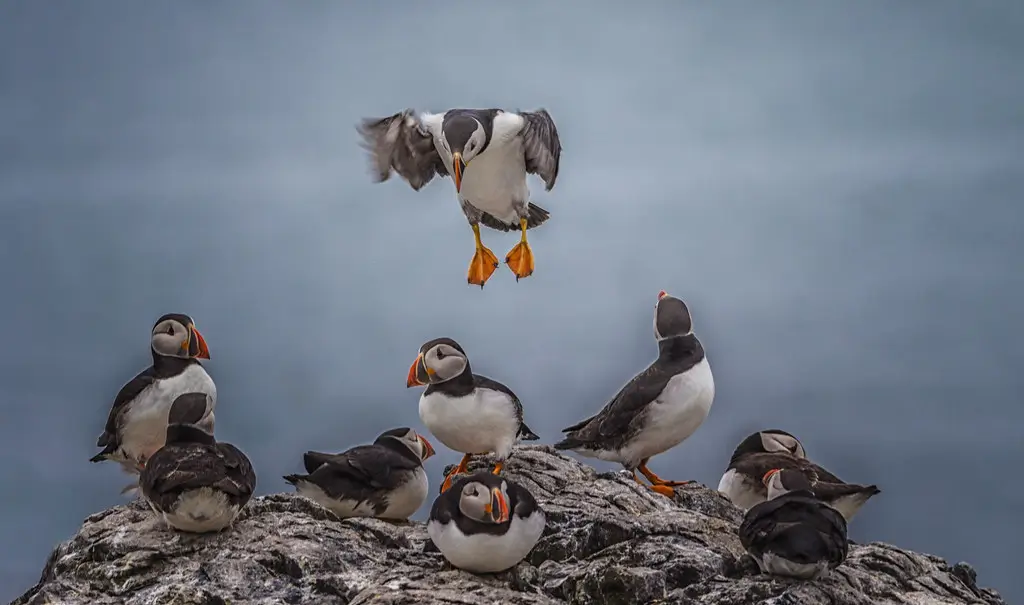 Puffing coming in to land on The Farne Islands