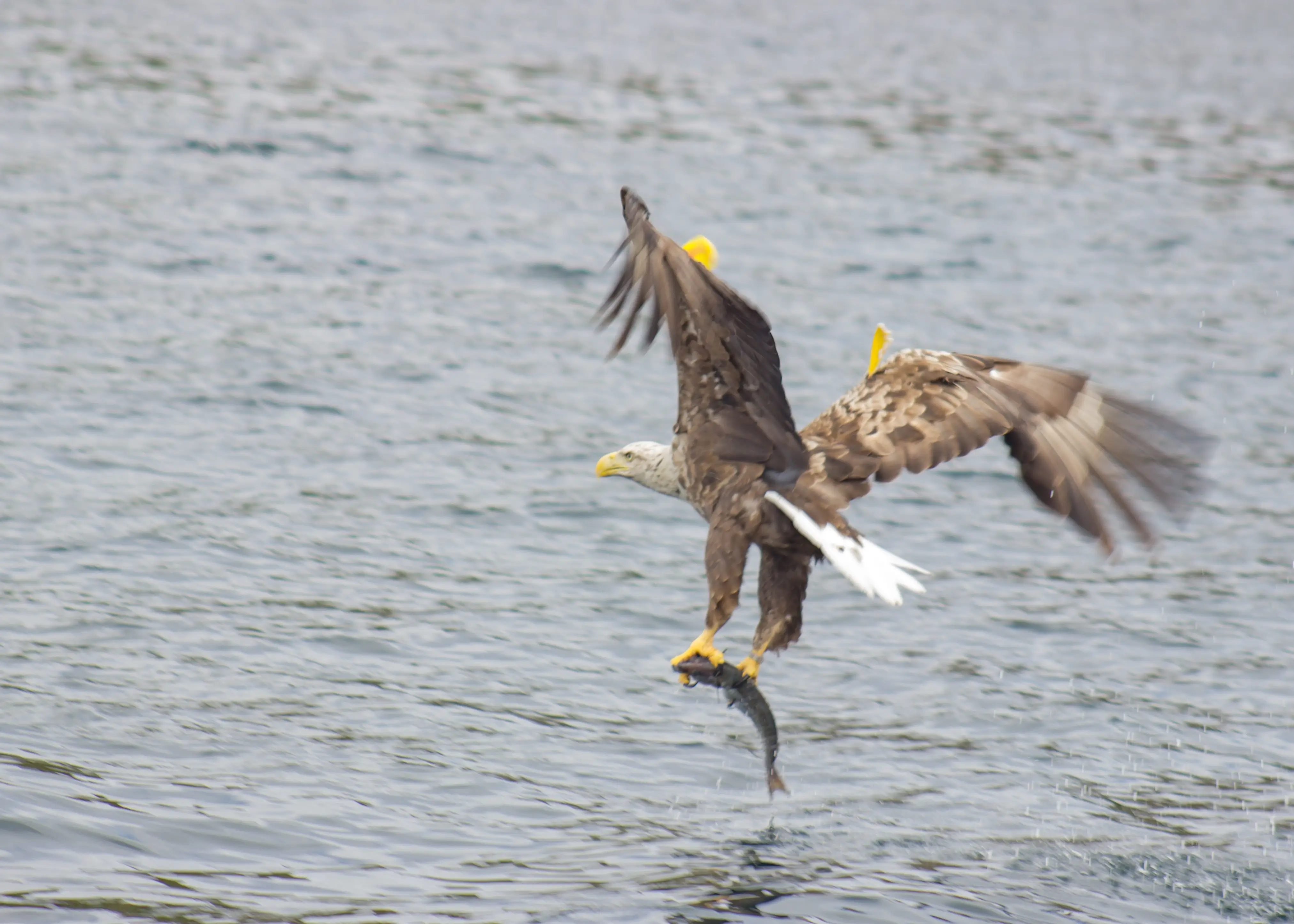 White Tailed Sea Eagle catches a fish on the Isle of Skye