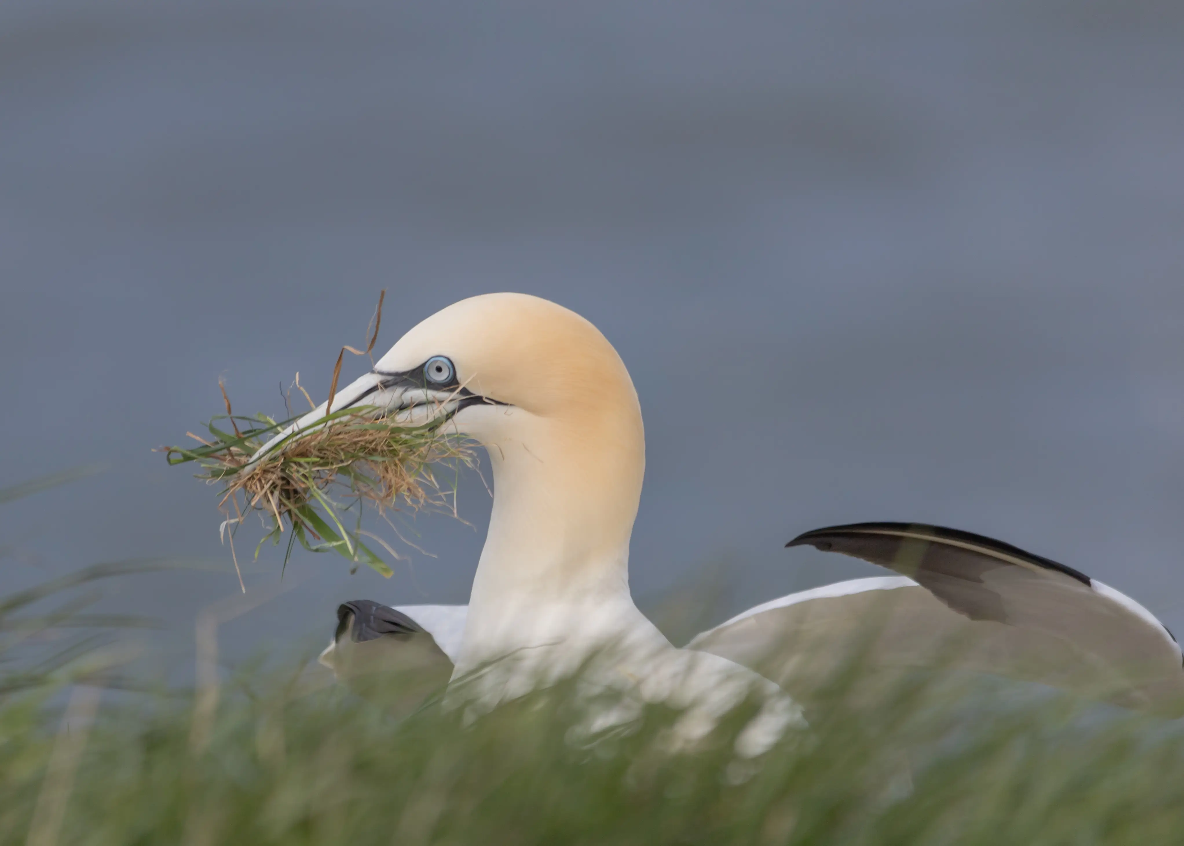 Gannet with nesting materials in its beak at Bempton Cliffs