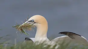 Gannet with nesting material in its beak at Bempton Cliffs