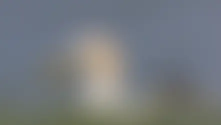 Gannet with nesting material in its beak at Bempton Cliffs