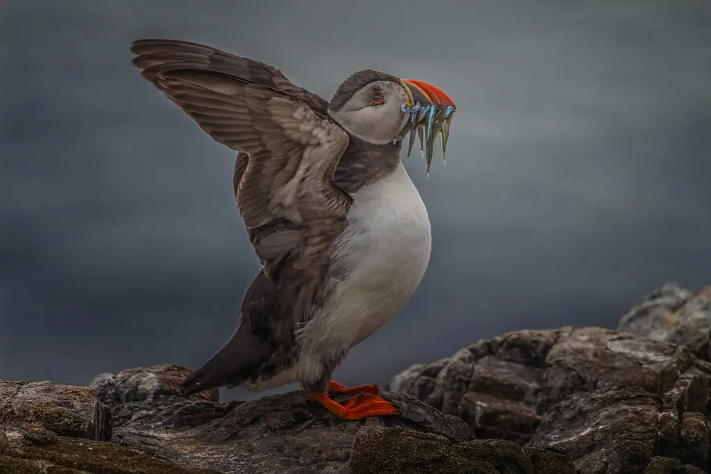 Puffin with sand eels at The Farne Islands