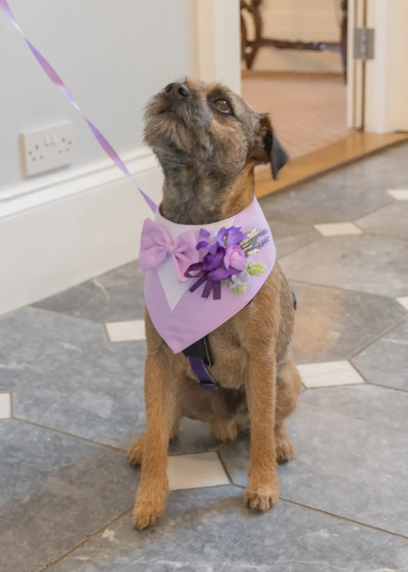 Bowie the ring bearer at The Fennes