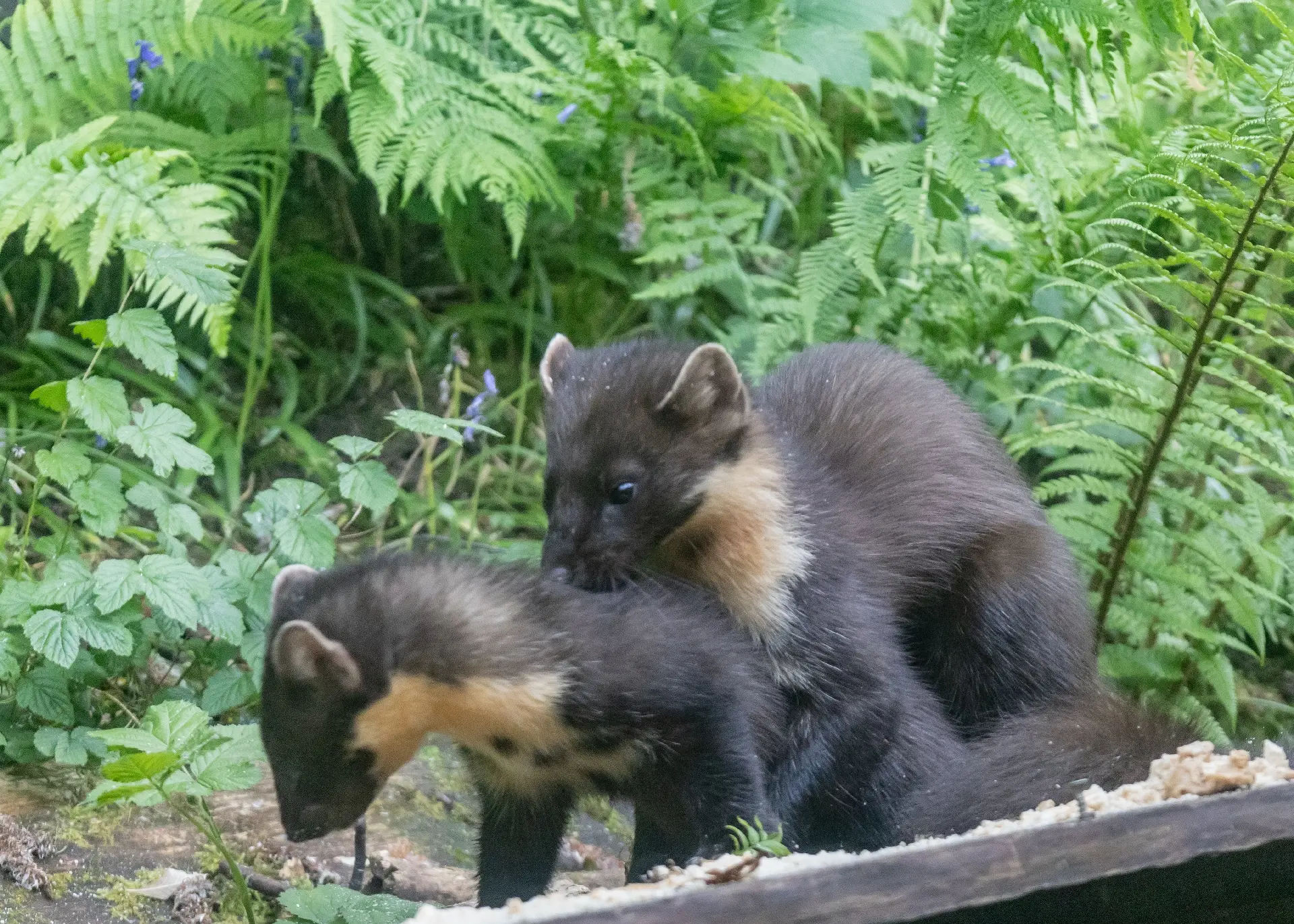 Pine Martins at a feeding station in the Scottish Highlands