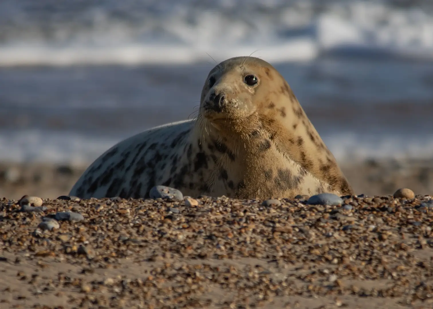 Grey seal on the beach at Horsey Gap