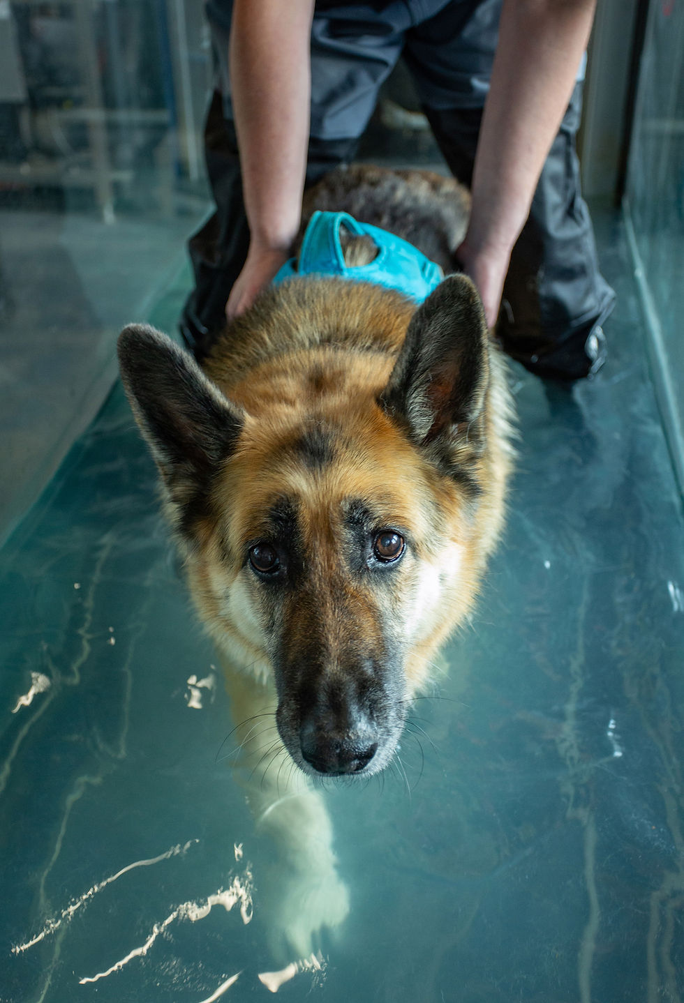 German Sheperd dog on a hydrotherapy treadmill 
