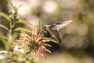 green-humming-bird-flying-orange-flowers-daytime_edited.jpg