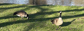 Ducks around Rohnert Park