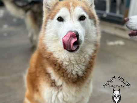 Savannah- Adoption Highlight