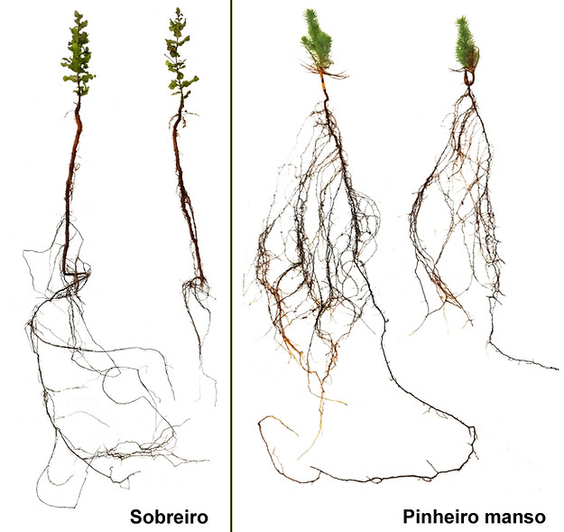 sobreiro-pinheiro-manso.jpg