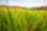 Valorizacao-agricola-13.jpg