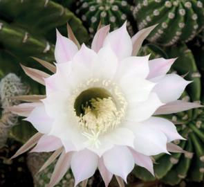 Cactus Easter Barrel