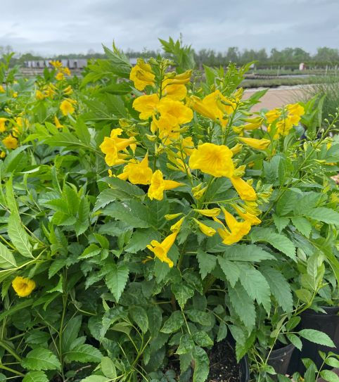 Cassia Corymbosa Yellow Senna 5g