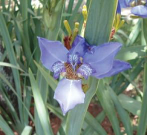 Iris Regina Walking