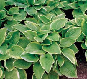 Hosta Fragrant Bouquet