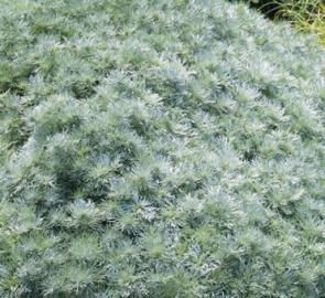 Artemisia Silver Mound