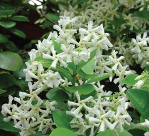 Star Jasmine | Lawns Of Texas