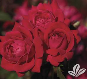 Rose DOUBLE KNOCK OUT Red