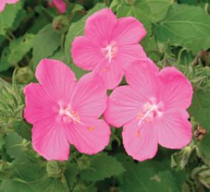 Rock Rose