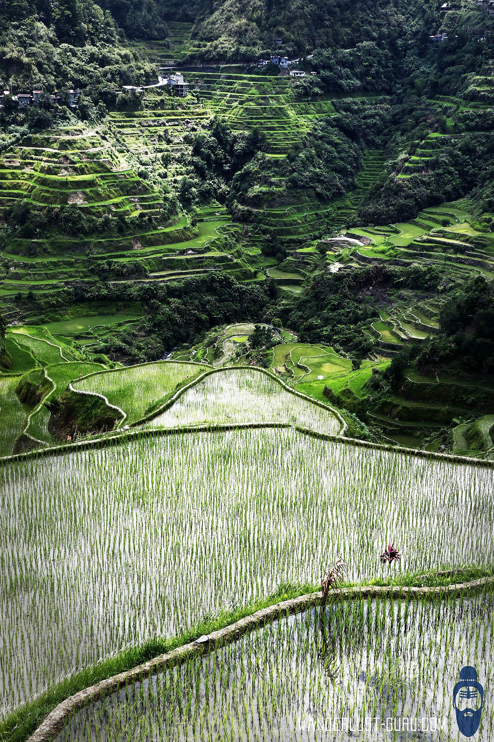 Rice Terrace