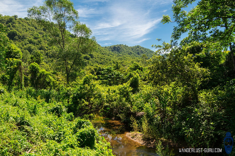 Jungle