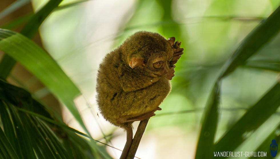 Tarsier