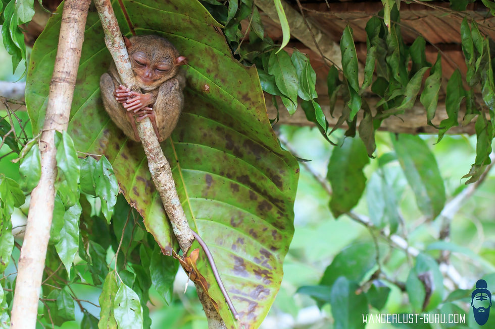 Tarsier