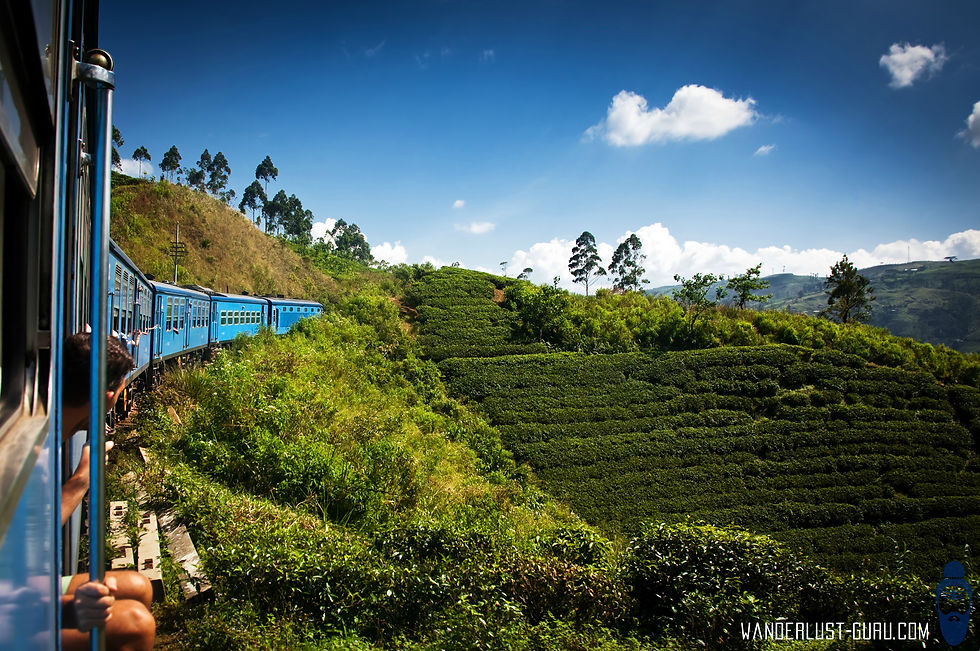among tea plantations