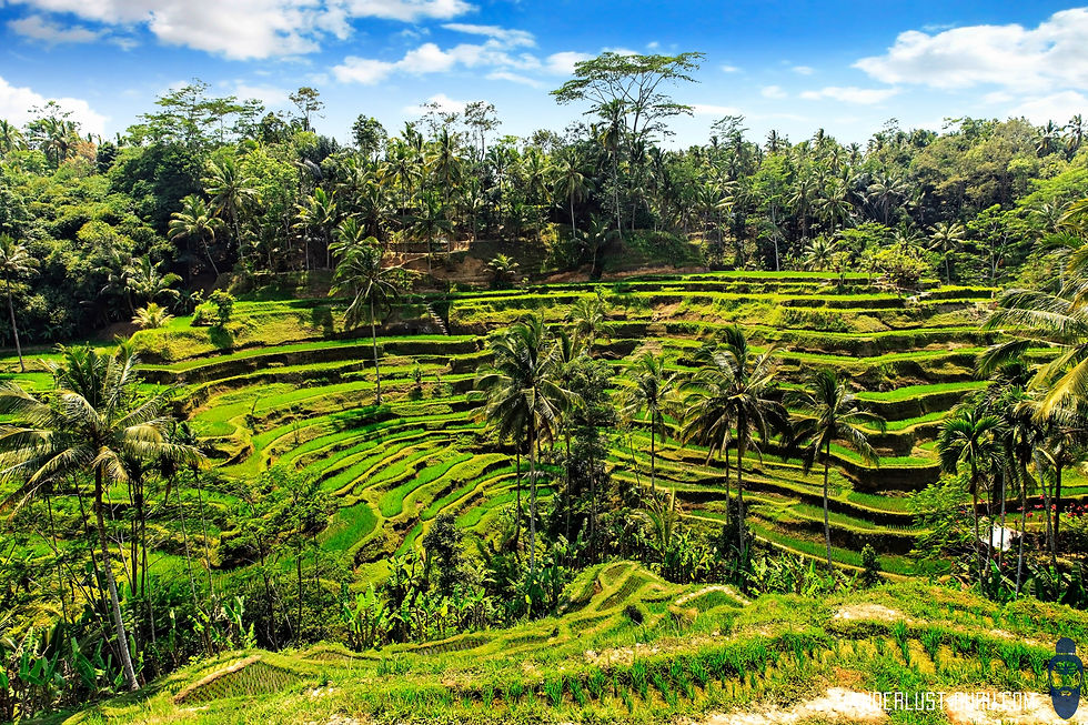 Rice Terrace
