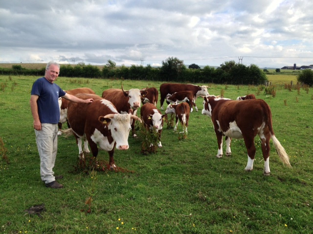 Traditional Hereford cattle grazing at Kileekie Farm
