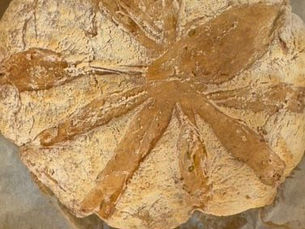 לחם מחמצת ללא מחמצת