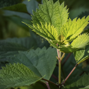 Haartuitval en detox: de kracht van brandnetel