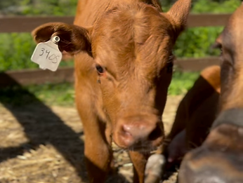 farm animals kids farm activities north idaho.png