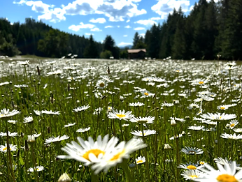 spring retreat venue idaho wildflower .png