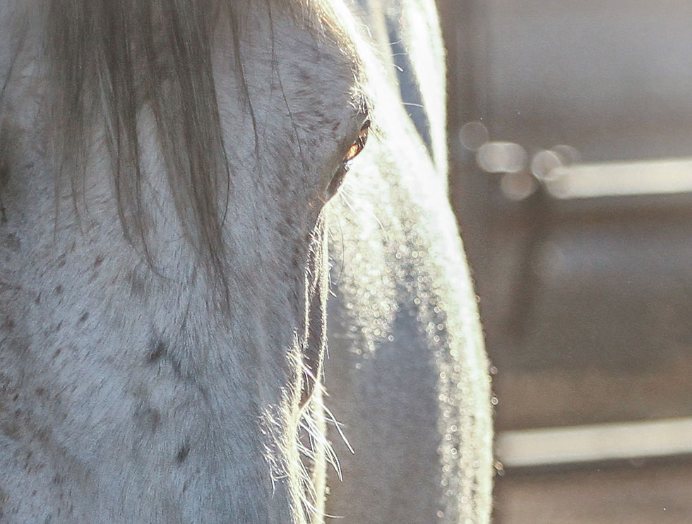 Thumbnail: Gray Light