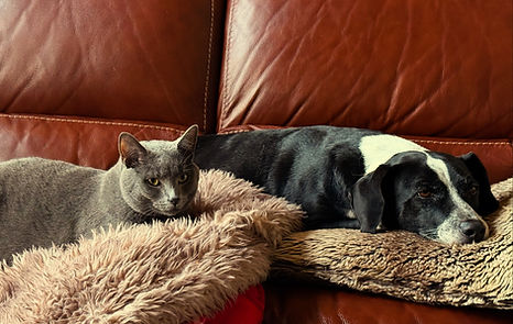 cat and dog