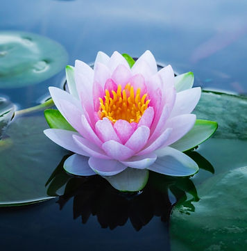 shutterstock_1006750006_edited.jpg
