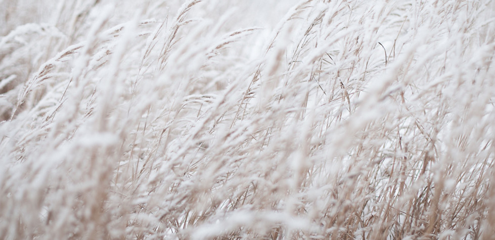 Frozen Field