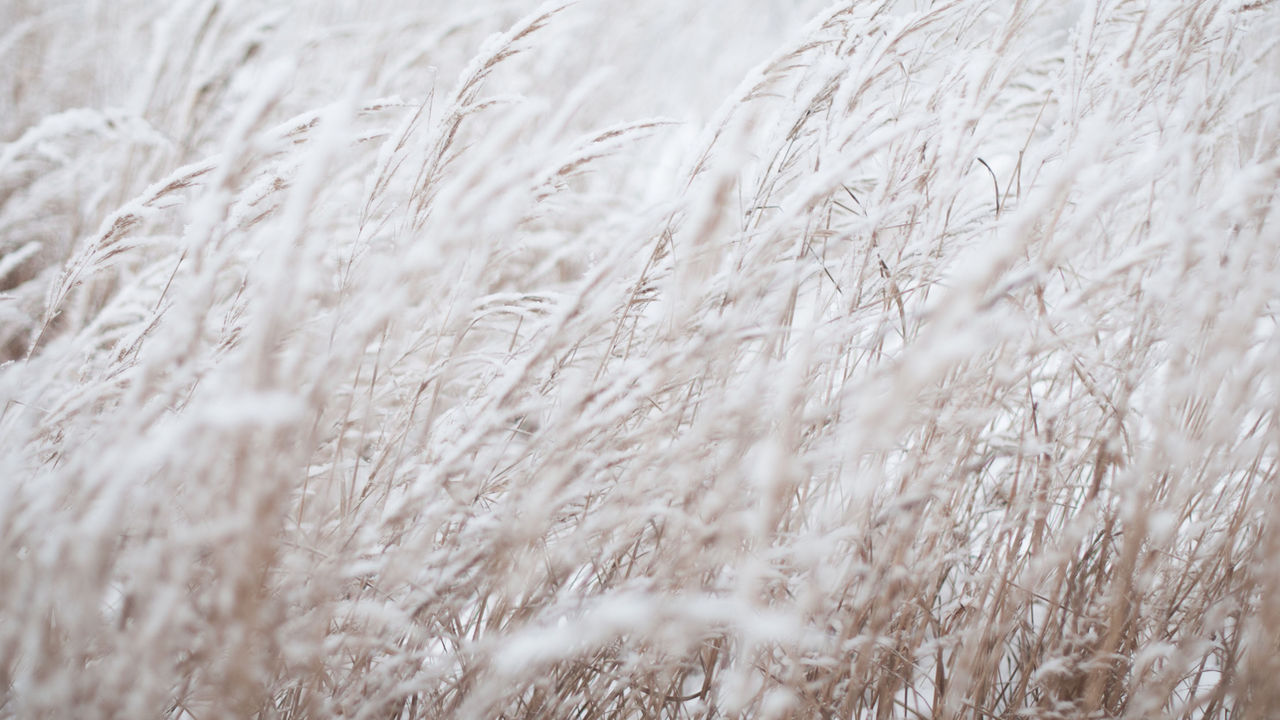 Frozen Field