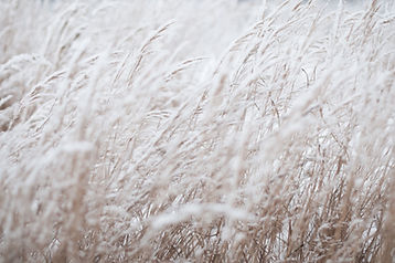 Snow-Covered Grass