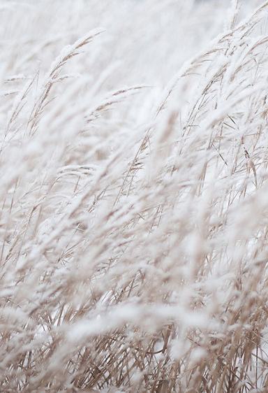 Frozen Field