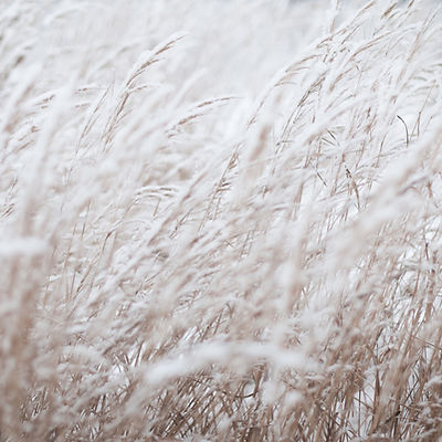 Frozen Field