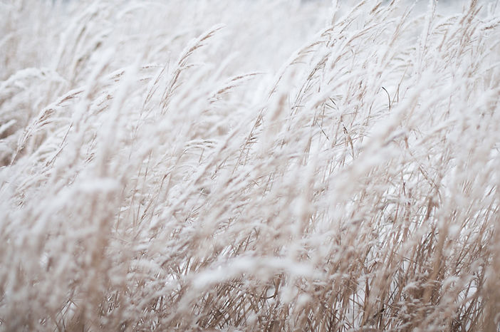 Snow-Covered Grass