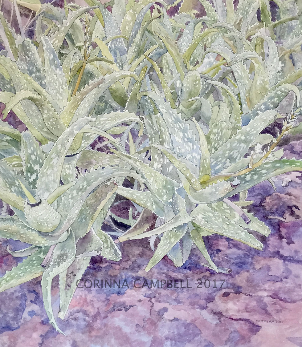 Spotted Aloe