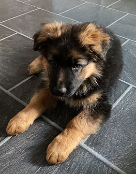 Hundvalp, valp, hund, schäfervalp, schäfer