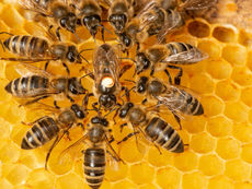 queen-bee-epigenetics-skin-health