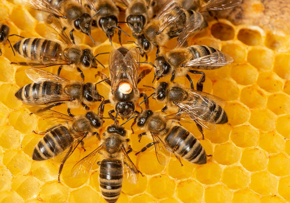 queen-bee-epigenetics-skin-health