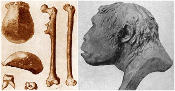 Dokumentasi koleksi Dubois (kiri) dan rekonstruksi bentuk wajah Homo erectus (naturalis.nl/gutenberg.org)